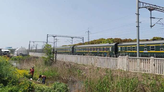 拍摄油菜花下的京沪线上海段绿皮火车