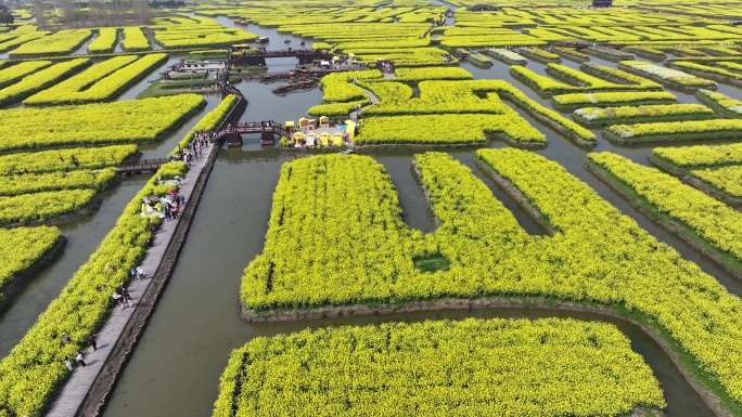 航拍油菜花 江苏兴化水上花海旅游