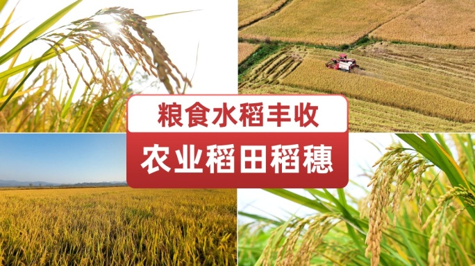 水稻农业粮食丰收稻田稻谷麦穗水稻田农作物