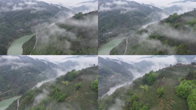 雨后茶山