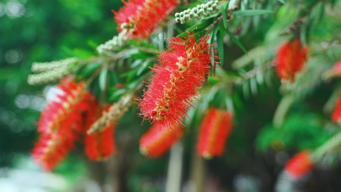 窜钱柳花垂枝红花