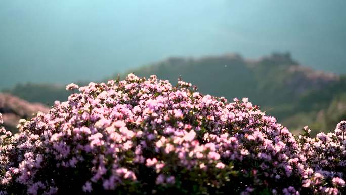 实拍高山矮杜鹃花