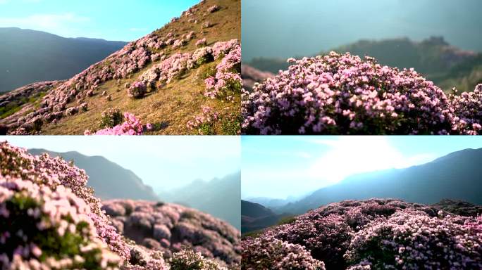 实拍高山矮杜鹃花