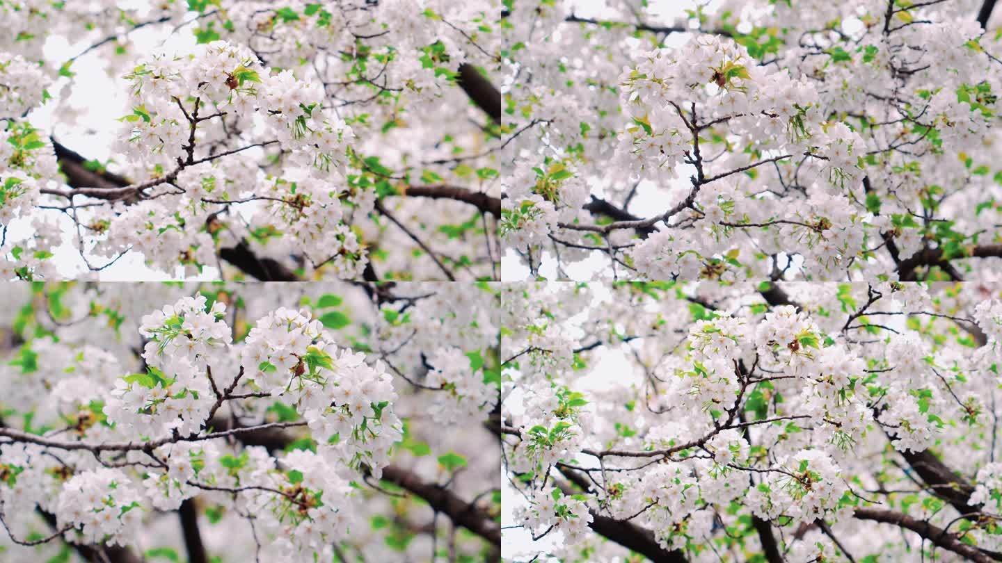 春天自然花朵春日实景白色花朵风景