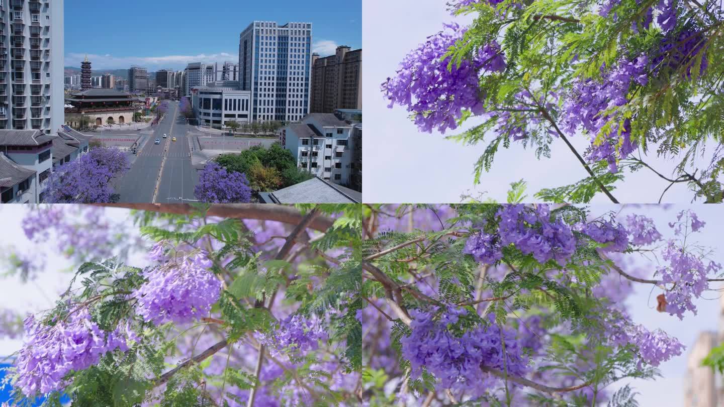 西昌蓝花楹合集