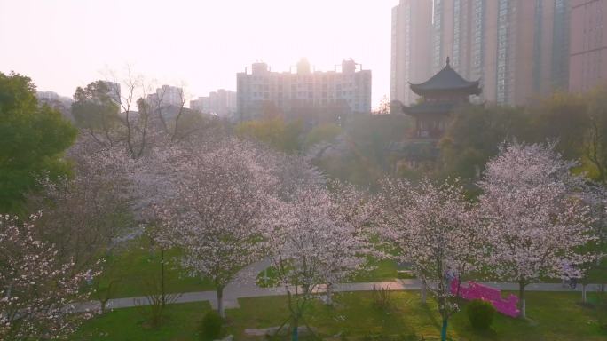 湖北武汉堤角公园樱花盛开