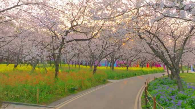 湖北武汉东湖樱花园樱花盛开