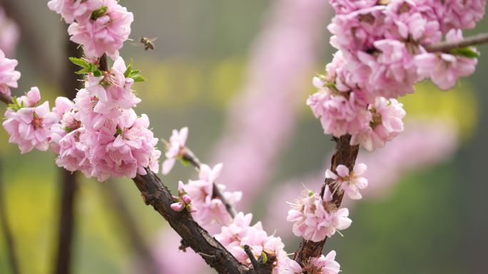 春天桃花开花瓣蜜蜂采蜜盛开花季春暖花开