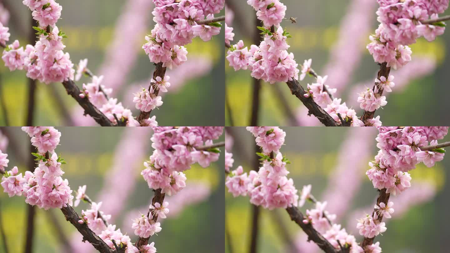 春天桃花开花瓣蜜蜂采蜜盛开花季春暖花开