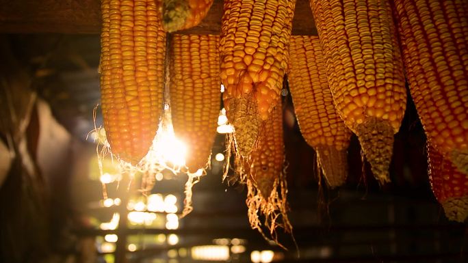 农村阳光下的玉米 农业丰收粮食