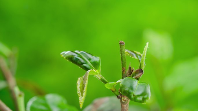 绿茶茶叶生长发芽延时摄影