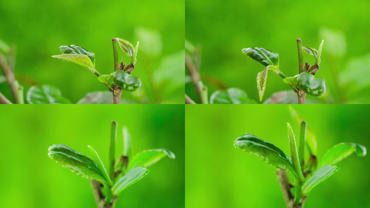 绿茶茶叶生长发芽延时摄影