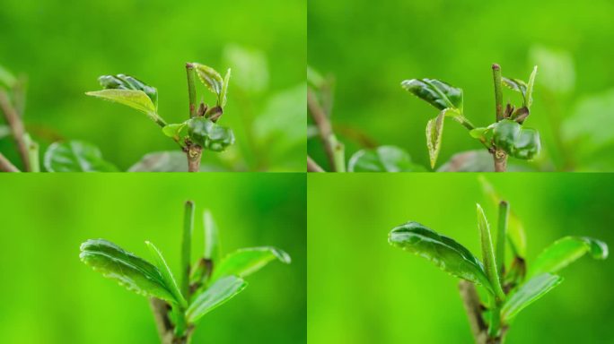 绿茶茶叶生长发芽延时摄影