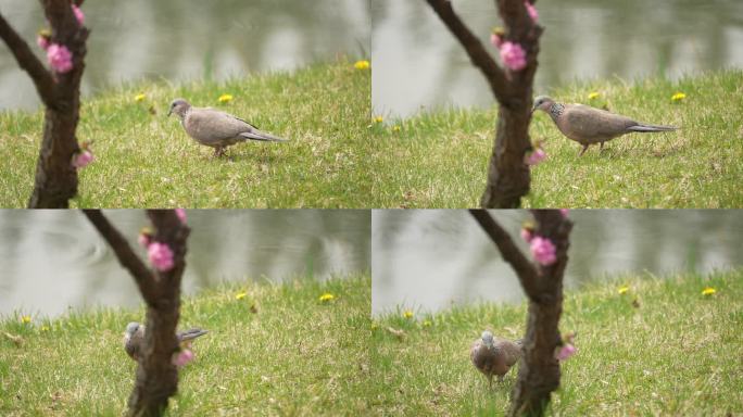 春天公园湖边树下斑鸠小鸟花开桃花桃树