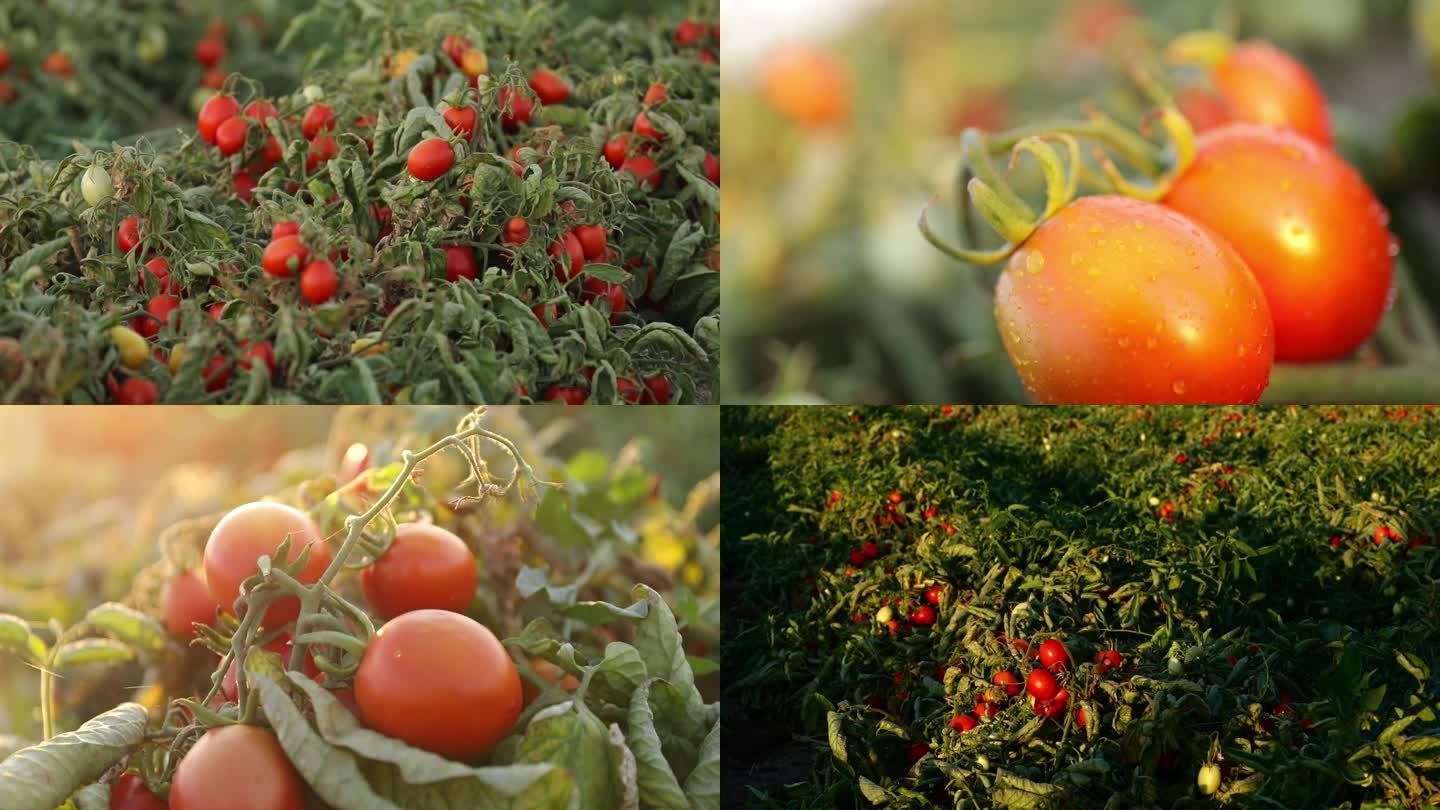 新疆大面积番茄地 实拍