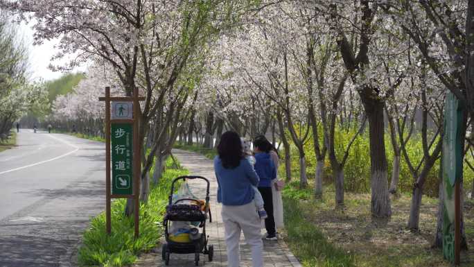 江苏泗洪：5000余株樱花迎来盛开季