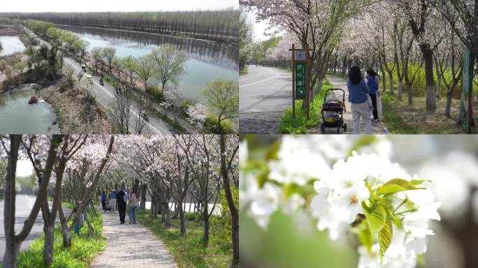 江苏泗洪：5000余株樱花迎来盛开季