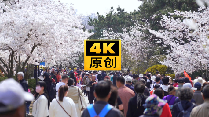 4K  春天 樱花 人多 景区 假期