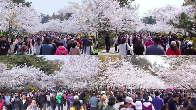 4K  春天 樱花 人多 景区 假期