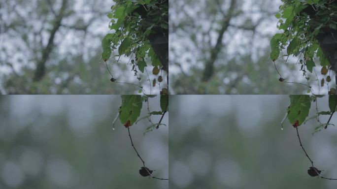 雨景 树叶 特写 水滴