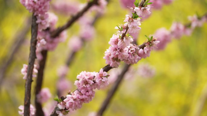 春天桃花开花瓣蜜蜂采蜜盛开花季春暖花开