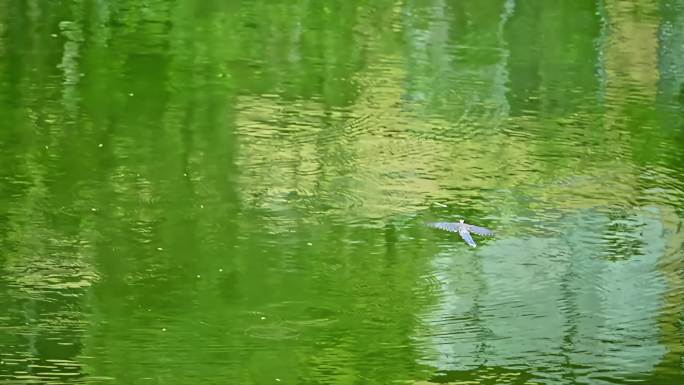 鸟儿红嘴蓝鹊飞过一江春水的湖面