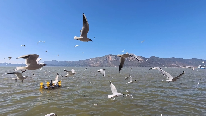 海鸥延时