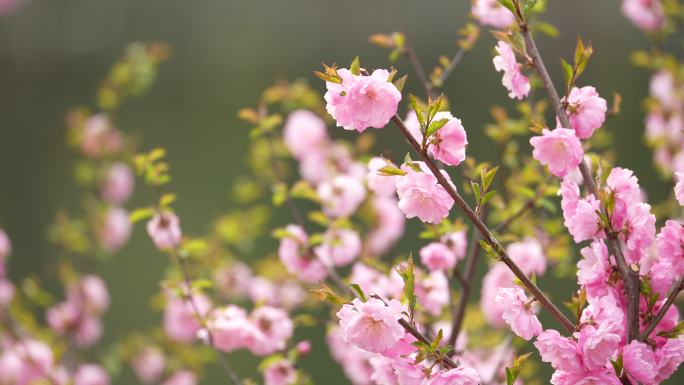 春天桃花开花瓣蜜蜂采蜜盛开花季春暖花开