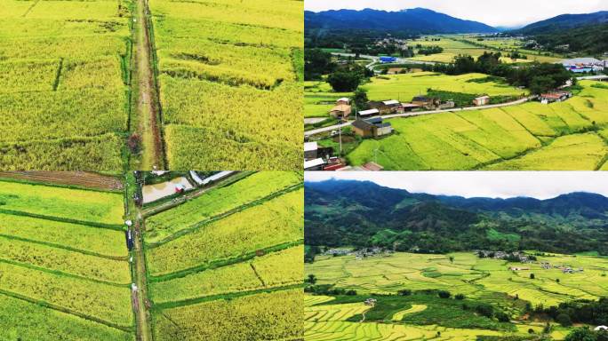 (合集)高山峡谷地区金色稻田