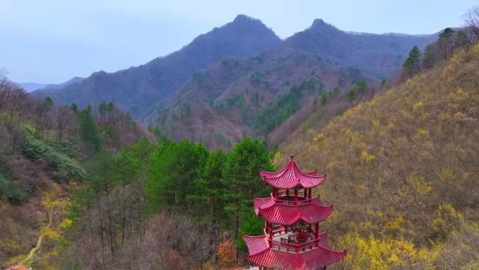 山茱萸开花