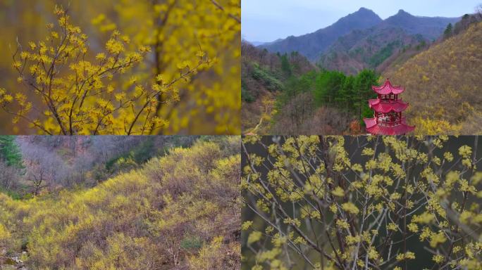 山茱萸开花