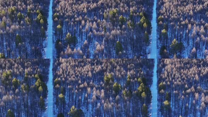 4K俯拍落叶松樟子松树冠24325 14