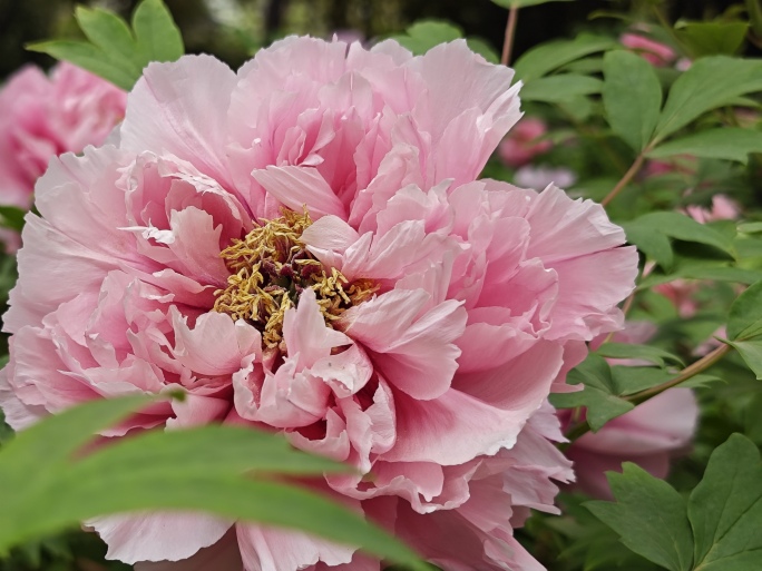 国花洛阳牡丹花会春天植物实拍