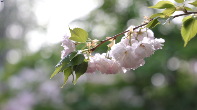 樱花 樱花花海 蓝天樱花 樱花节4K