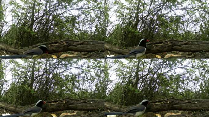 红外线守猎相机镜头之下森林中的红嘴蓝鹊