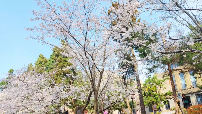 湖北武汉大学樱花盛开
