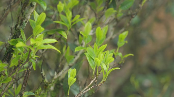 凤凰单丛茶茶叶特写