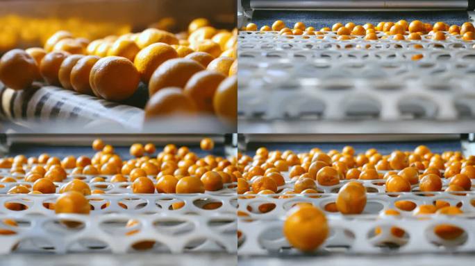 水果 橙子 流水线 加工 农业