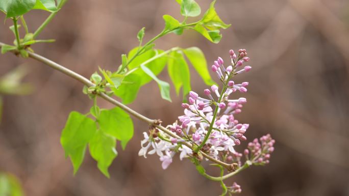 春天花开花瓣春暖花开春回大地丁香花景色