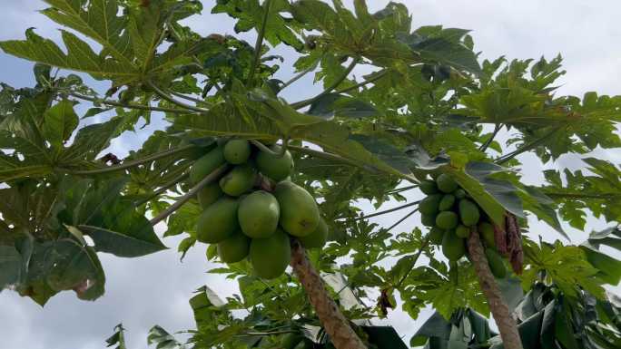 海南木瓜种植基地航拍空镜