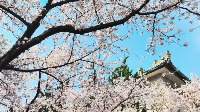 湖北武汉大学樱花盛开