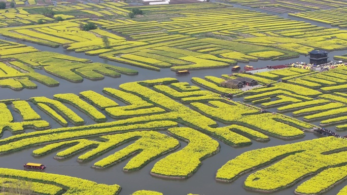 航拍油菜花 江苏兴化水上花海旅游