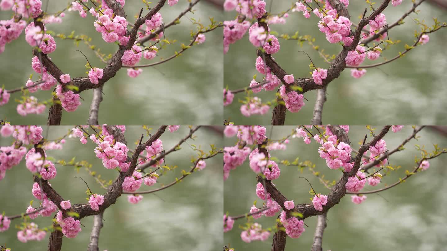 春天桃花开花瓣蜜蜂采蜜盛开花季春暖花开