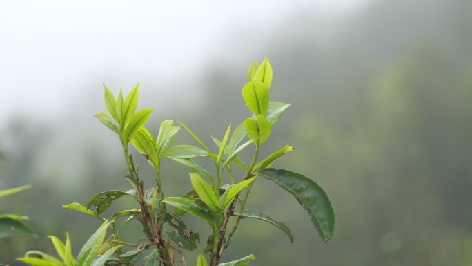 凤凰单丛茶叶特写