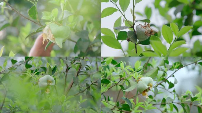 春天的油茶树、油茶泡