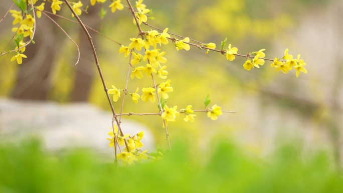 春天花开花连翘黄花清明春分春暖花开