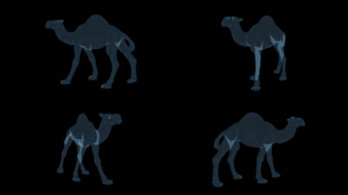 骆驼 驼峰丝绸之路沙漠哺乳动物干燥干旱9