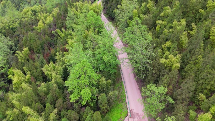 4K小路公路自然树林春天绿色森林树木