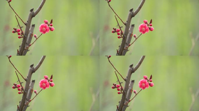 春天桃花开花瓣蜜蜂采蜜盛开花季春暖花开