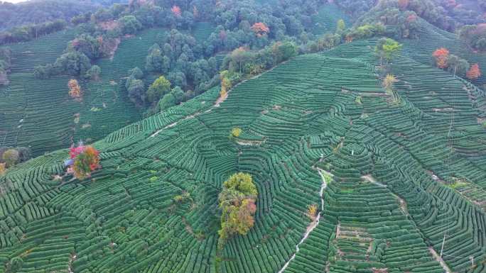 唯美杭州西湖龙井茶文化景区航拍茶园地茶叶